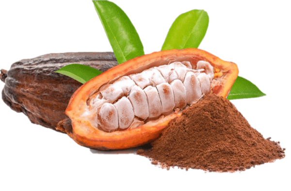 cacao