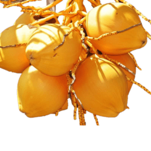 coco amarillo